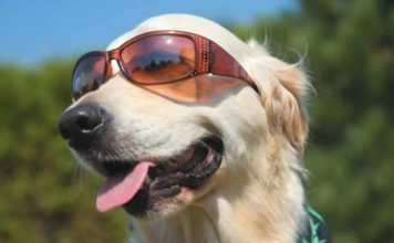 The 4 Hot Trends in the Pet Industry