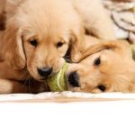 3 Pet Industry Trends
