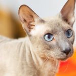 Peterbald