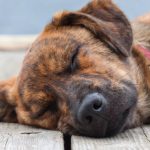 Plott Hound