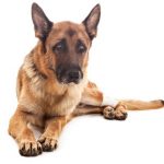 Preventing Arthritis in Dogs