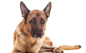 Preventing Arthritis in Dogs