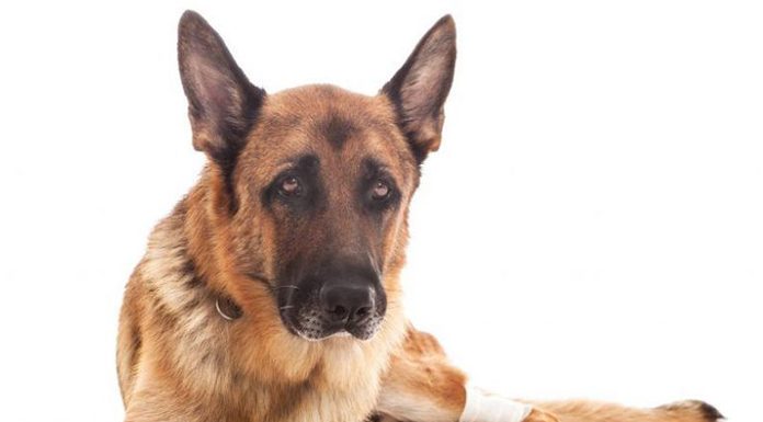 Preventing Arthritis in Dogs