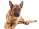 Preventing Arthritis in Dogs