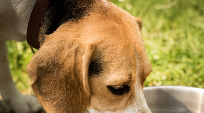 Dog heat storke prevention and treatment