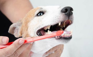 Preventing dental disease in your dogs