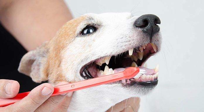 Preventing dental disease in your dogs