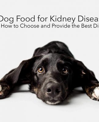 Protein and Kidney Failure from Your Dog’s Diet