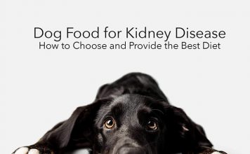 Protein and Kidney Failure from Your Dog’s Diet