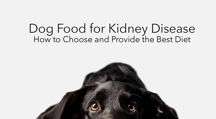 Protein and Kidney Failure from Your Dog’s Diet