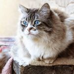 Ragdoll
