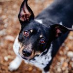 Rat Terrier