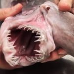Real sea monsters freakier than anything on SyFy
