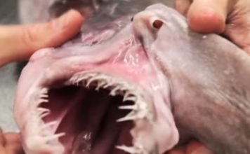 Real sea monsters freakier than anything on SyFy
