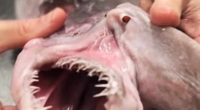 Real sea monsters freakier than anything on SyFy