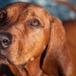 Redbone Coonhound