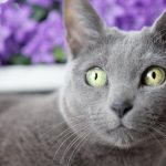 Russian Blue