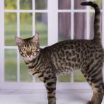 Savannah