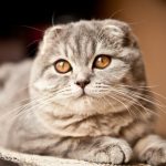 Scottish Fold