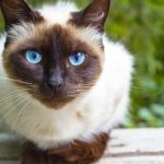 Siamese
