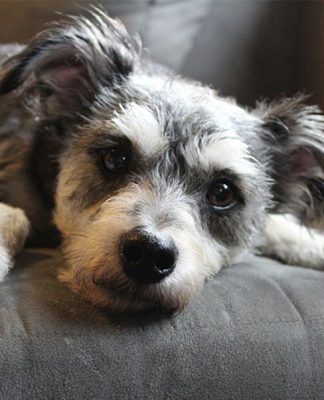 Your dog Signs of Ill health