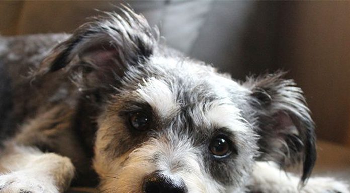 Your dog Signs of Ill health