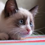 Snowshoe