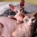 Sphynx