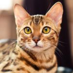 The Most and Least Expensive Cat Breeds in the World