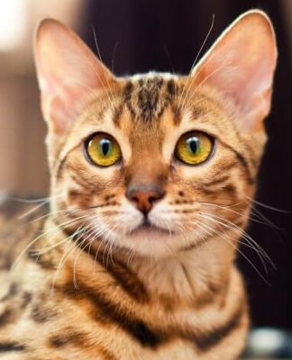 The Most and Least Expensive Cat Breeds in the World