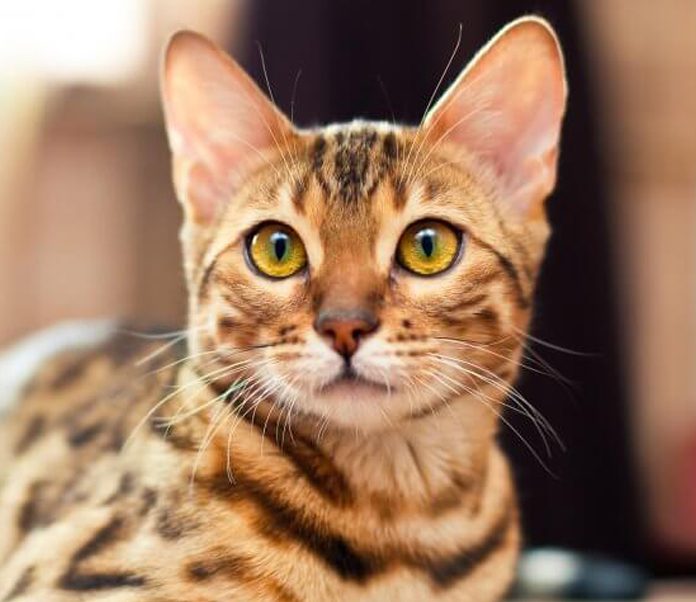 The Most and Least Expensive Cat Breeds in the World GOBanking