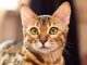 The Most and Least Expensive Cat Breeds in the World