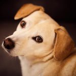 The pet industry is booming