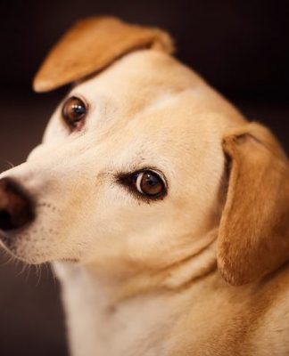 The pet industry is booming