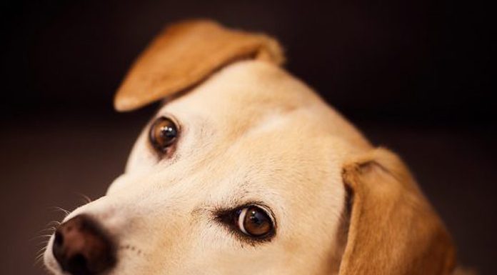 The pet industry is booming