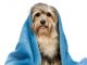 Tips for Dog wash