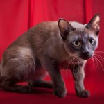 Tonkinese
