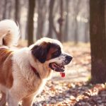Top-10-Dog-Breeds-Suitable-for-Young-Kids1