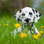 Top-10-Dog-Breeds-Suitable-for-Young-Kids3