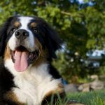 Top-10-Dog-Breeds-Suitable-for-Young-Kids4