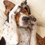 Treeing Walker Coonhound