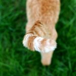 Twitching the tip of her tail