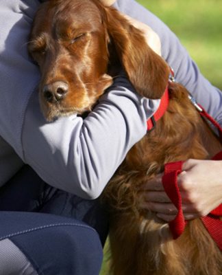 6 Signs Your Dog Loves You