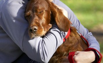 6 Signs Your Dog Loves You