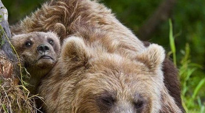 Fishermen Do The Unthinkable When They See Baby Bears Abandoned By Their Mother