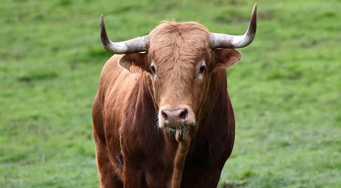 Wow! Gigantic Animals That Actually Exist