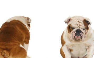 ‘Tribal’ pet owners listen to peer messages, not experts