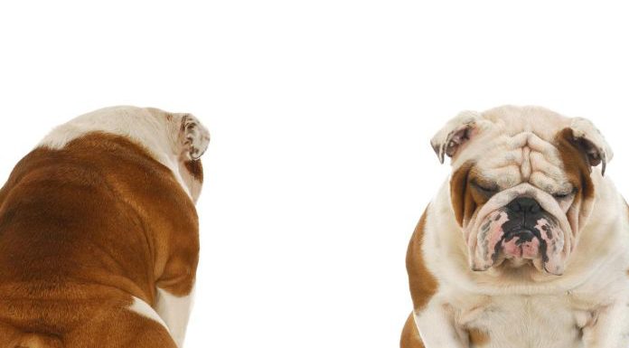 ‘Tribal’ pet owners listen to peer messages, not experts