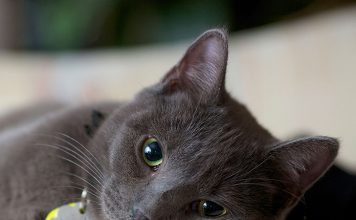 Why Do Cats Cover Their Faces When They Sleep?