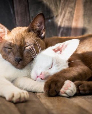 Reasons you should buy a second cat